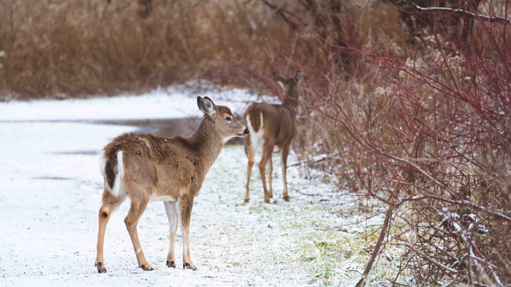 搭建静态博客04：自动更新博客