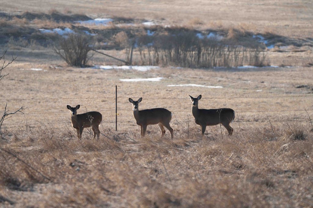 搭建静态博客03：Dream主题装修